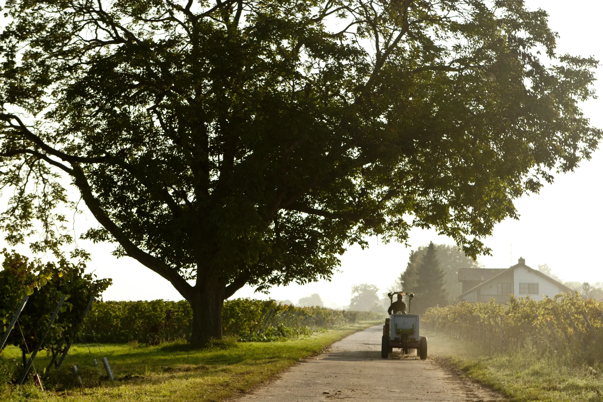 Weingut Bergdolt Reif Nett