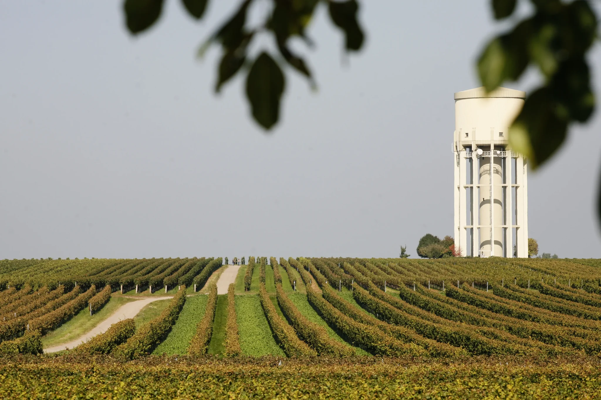 Weingut Bergdolt Reif Nett Spitzenweine