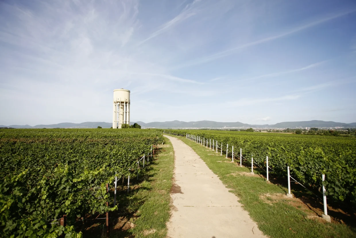 Wingert Weingut Bergdolt Reif nett